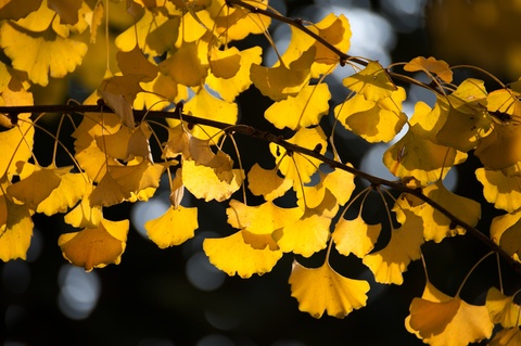 Yellow gingko leaves on two branches